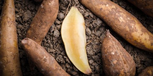 yacon-syrup-benefits